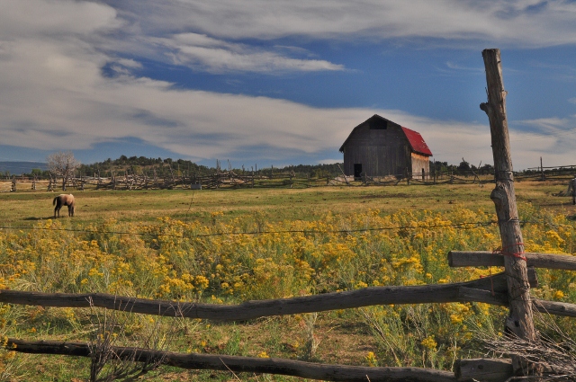 barn with horses in field